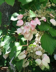 Japanska hortenzija Roseum (Schizophragma hydrangeoides)