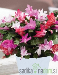 Božični kaktus (Schlumbergera truncata)