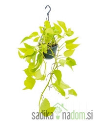 Scindapsus Aureus Golden Pothos (Đavolji bršljan)