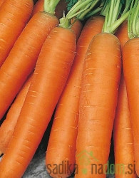 Sjeme Mrkva Nantes (na traci)