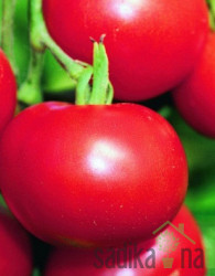 Sjeme Rajčica Matina