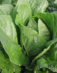 Sjeme Zelena salata Parris Island Cos