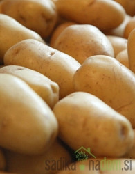 Sjemenski krumpir Adora