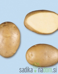 Sjemenski krumpir Agria