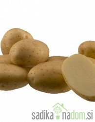 Sjemenski krumpir Arrow