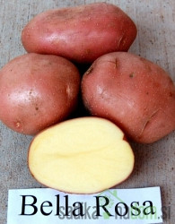 Sjemenski krumpir Bellarosa