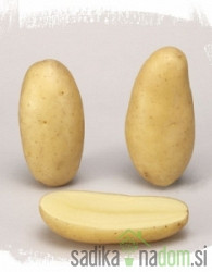 Sjemenski krumpir Celtiane