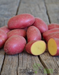 Sjemenski krumpir Cerisa
