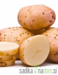 Sjemenski krumpir Colomba