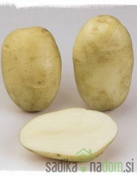 Sjemenski krumpir Daifla
