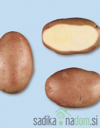 Sjemenski krumpir Desiree
