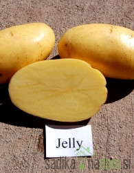 Sjemenski krumpir Jelly