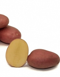 Sjemenski krumpir Labella
