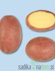 Sjemenski krumpir Manitou
