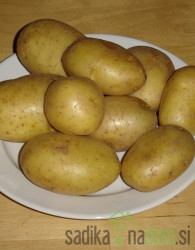 Sjemenski krumpir Marabel