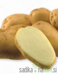 Sjemenski krumpir Maris Bard