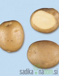Sjemenski krumpir Sante