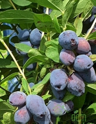 Sibirska borovnica Blue Treasure