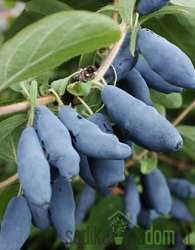 Sibirska borovnica Siniczka