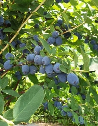 Sibirska borovnica Strawberry Sensation- OKUS ALPSKE JAGODE
