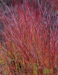 Drijen crvene kore Kelseyi (Cornus sericea)
