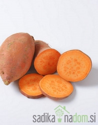 Slatki krumpir Batata Erato Orange