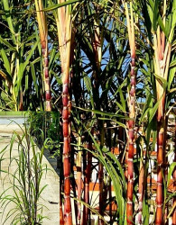 Šećerna trska (canna da zucchero)