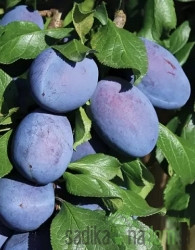 Šljiva Joganta - VRLO DEBELI PLODOVI