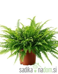 Sobna paprat (Nephrolepis exaltata) Green Lady 
