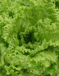 Sjeme Salata Gentilina- GRAND RAPIDS