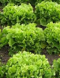 Salata endivija Dječja glava