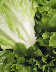 Salata endivija Sardana