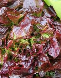 Salata hrastov list crveni