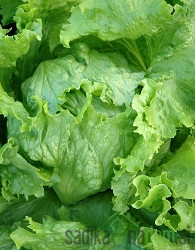  Sjeme Salata Ljubljanska ledenka
