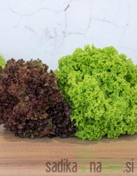 Sjeme Salata Lollo Bionda in Lollo Rossa