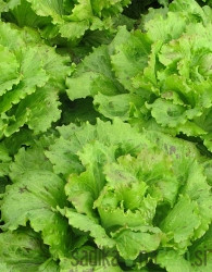 Sjeme Salata Vegorka