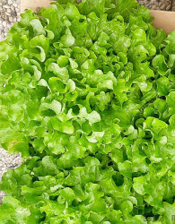 Salata zimska Guenola