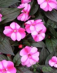 Sunčana vodenika (Impatiens New Guinea)