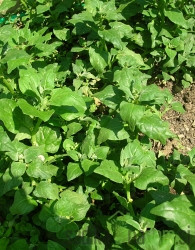 Sjeme Špinat Novozelandski puzeći