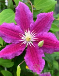 Pavitina Hania (Clematis)