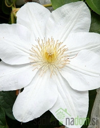 Pavitina Madame le Coultre (Clematis)