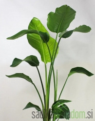 Strelicija (Strelitzia) Nicolai
