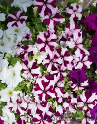 Surfinija (Petunia sp.)