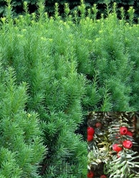Tisa Groenland / Hicksii / Hilli (Taxus media)(Taxus media)