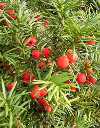 Tisa (Taxus Baccata)