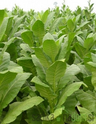Duhan Virginia (Nicotiana tobacum)