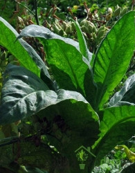 Duhan Virginia Gold (Nicotiana tobacum)