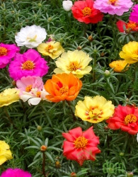 Sjeme Prkos punjeni / Portulaca grandiflora - mješavina