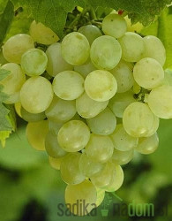 Vinova loza Apirena bijela - bez koštica