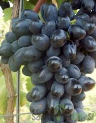 Vinova loza Black Magic
